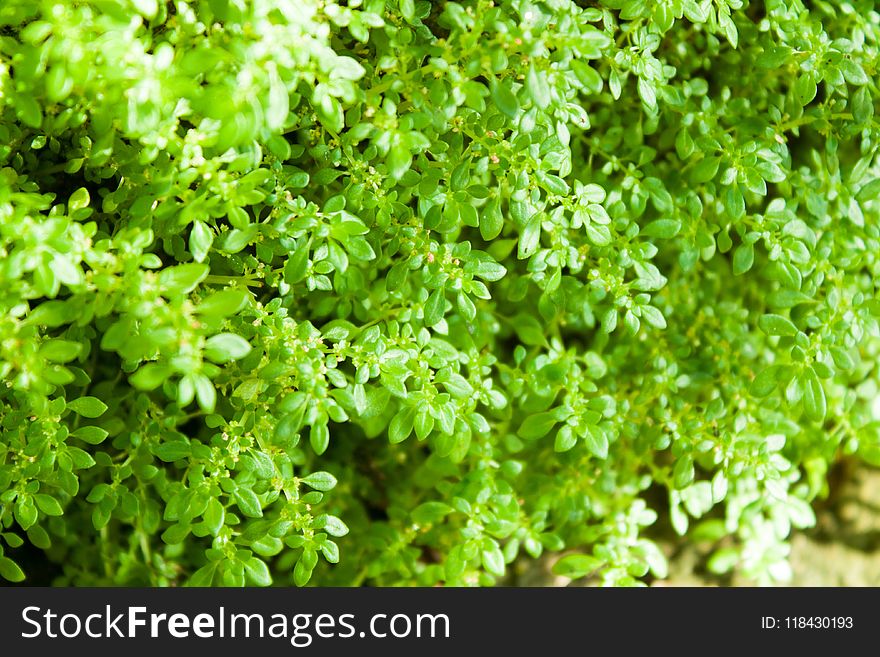 Plant, Vegetation, Groundcover, Herb