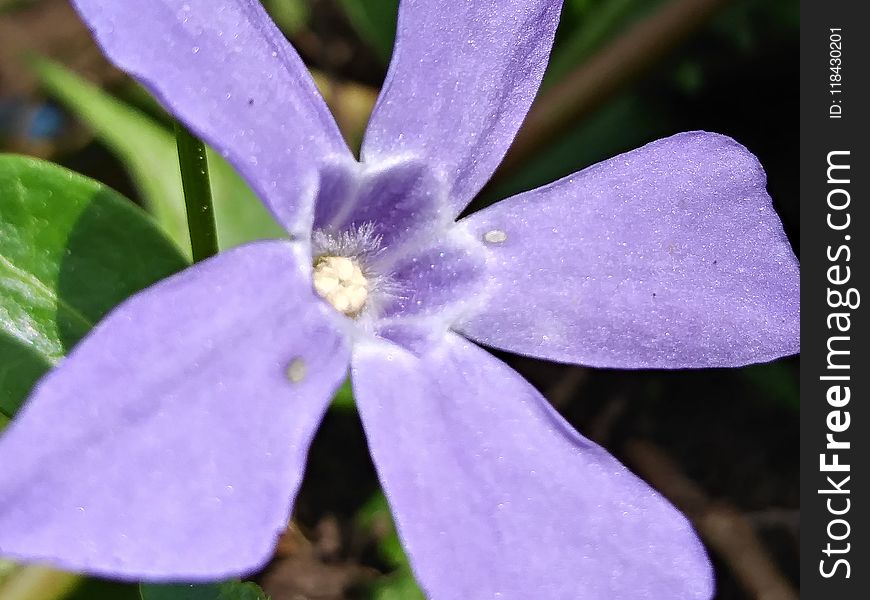 Flower, Flora, Plant, Purple