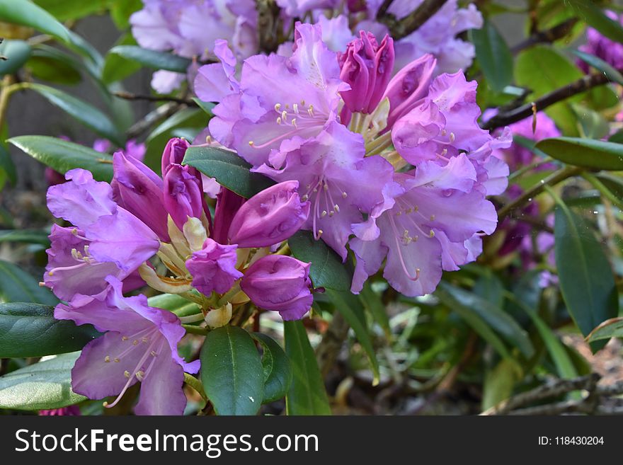 Plant, Flower, Woody Plant, Flowering Plant