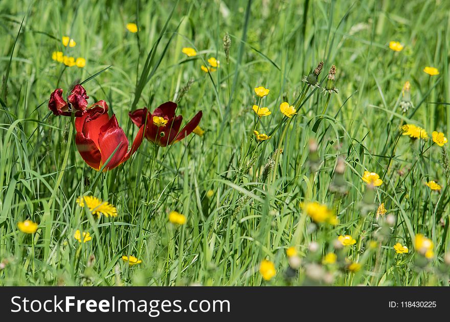 Flower, Wildflower, Meadow, Grass