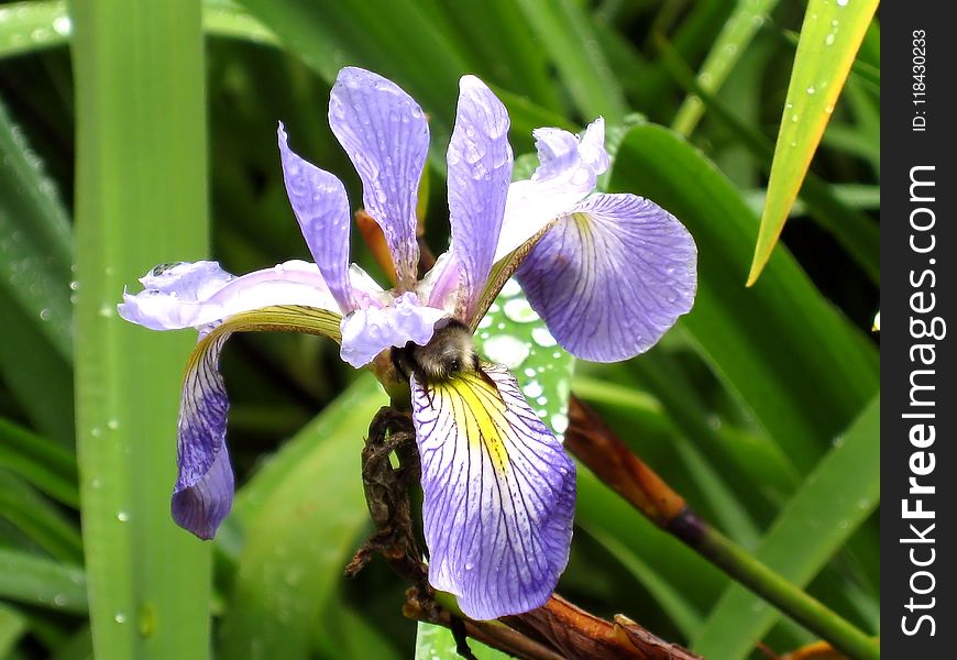 Plant, Iris Versicolor, Flower, Flowering Plant