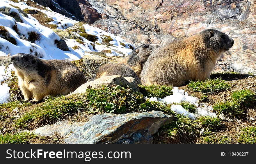 Marmot, Mammal, Fauna, Ecosystem