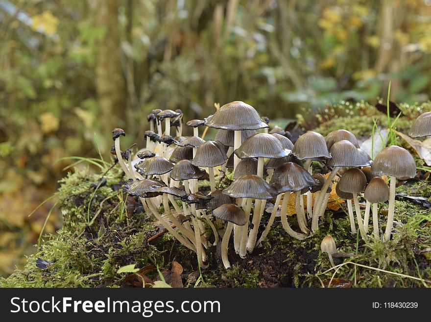 Fungus, Mushroom, Edible Mushroom, Penny Bun