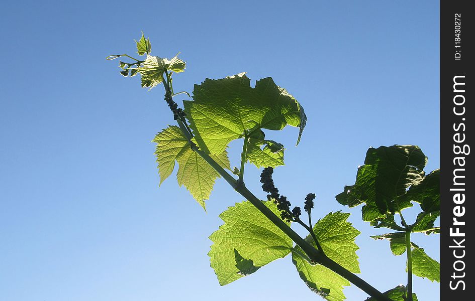 Sky, Leaf, Flora, Branch