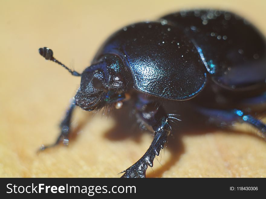 Insect, Dung Beetle, Beetle, Invertebrate