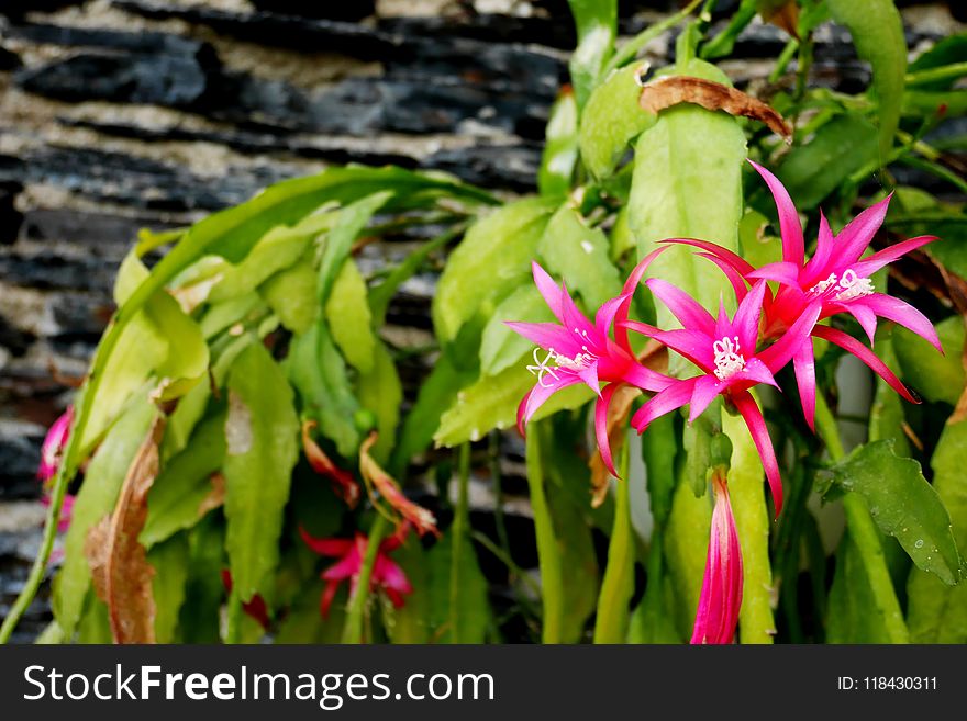 Plant, Flora, Flower, Flowering Plant