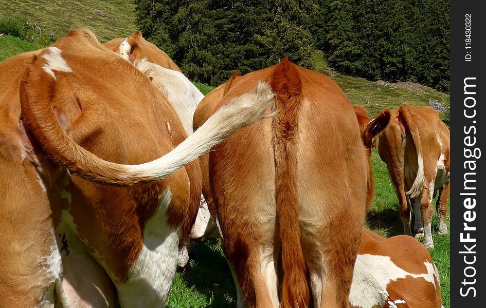 Cattle Like Mammal, Fauna, Pasture, Grazing