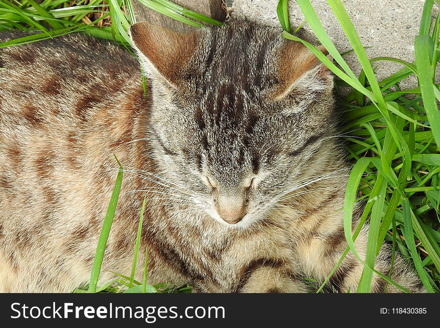 Cat, Whiskers, Fauna, Grass