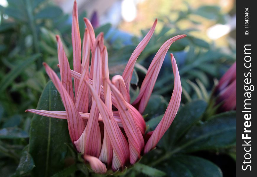 Plant, Flower, Flora, Terrestrial Plant