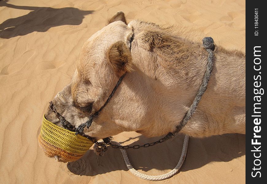 Camel, Camel Like Mammal, Arabian Camel, Dog