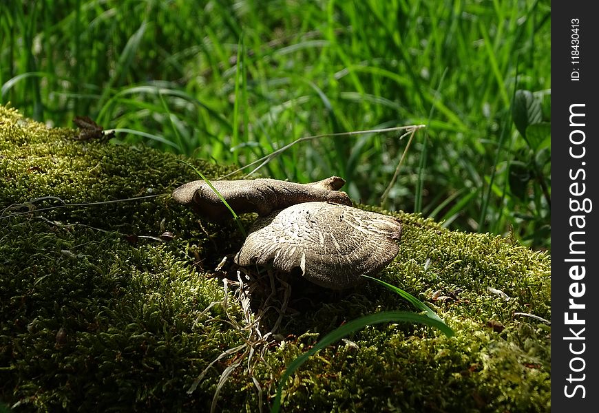 Grass, Ecosystem, Fauna, Plant