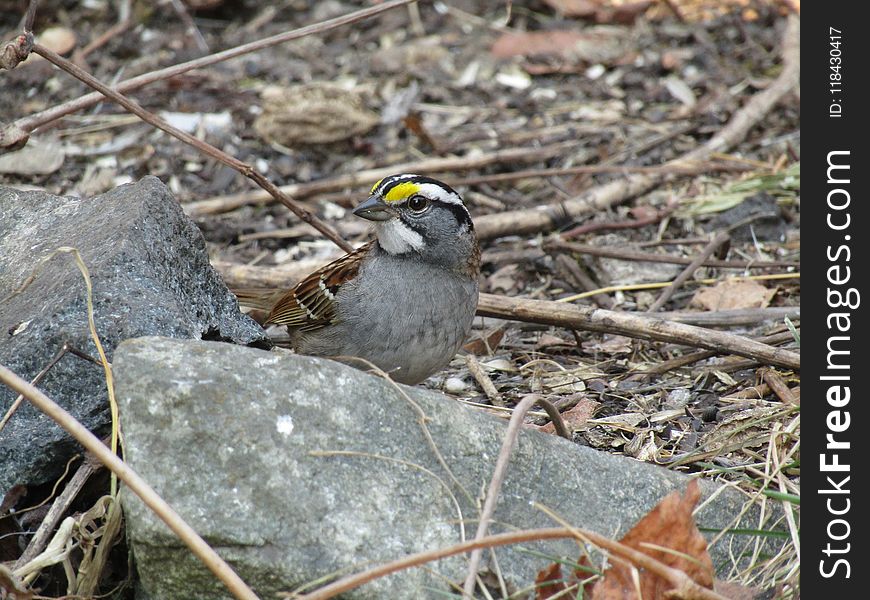 Bird, Sparrow, Fauna, Beak