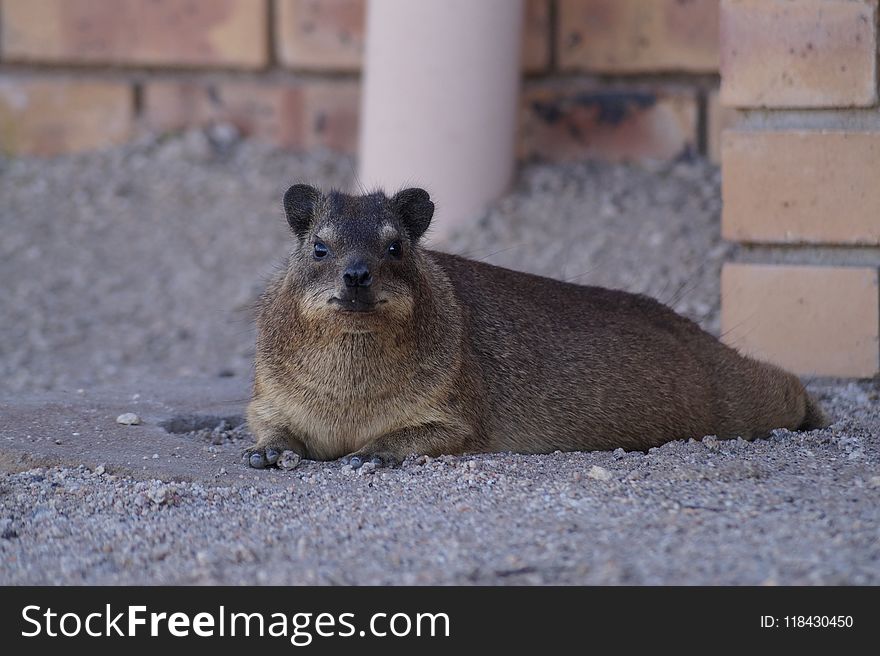 Fauna, Mammal, Rodent, Snout