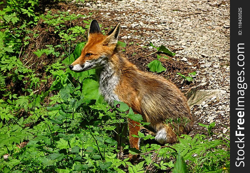 Wildlife, Fauna, Red Fox, Mammal