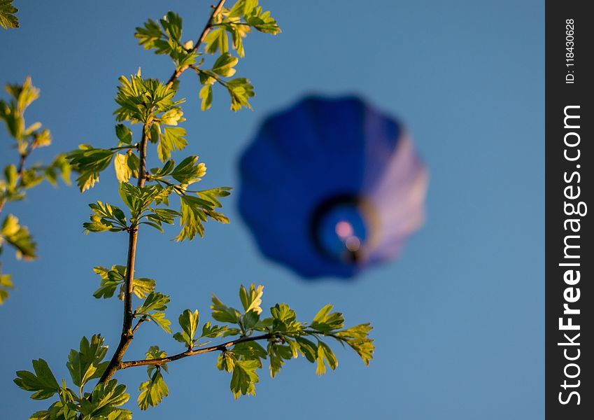 Blue, Sky, Flower, Leaf