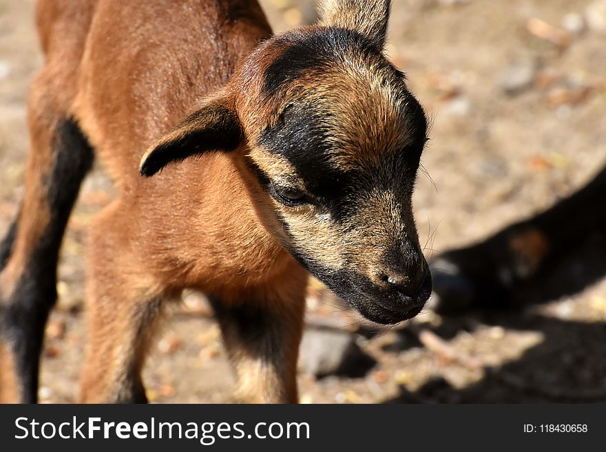 Goats, Goat, Fauna, Wildlife