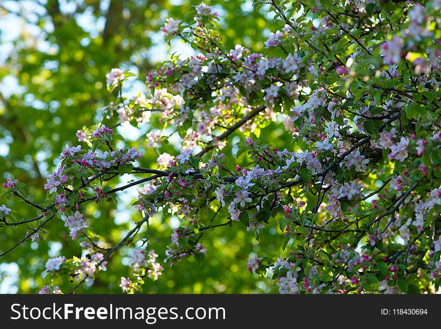 Branch, Blossom, Spring, Tree