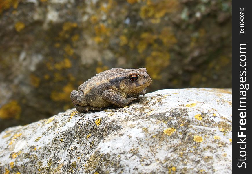 Toad, Amphibian, Frog, Fauna