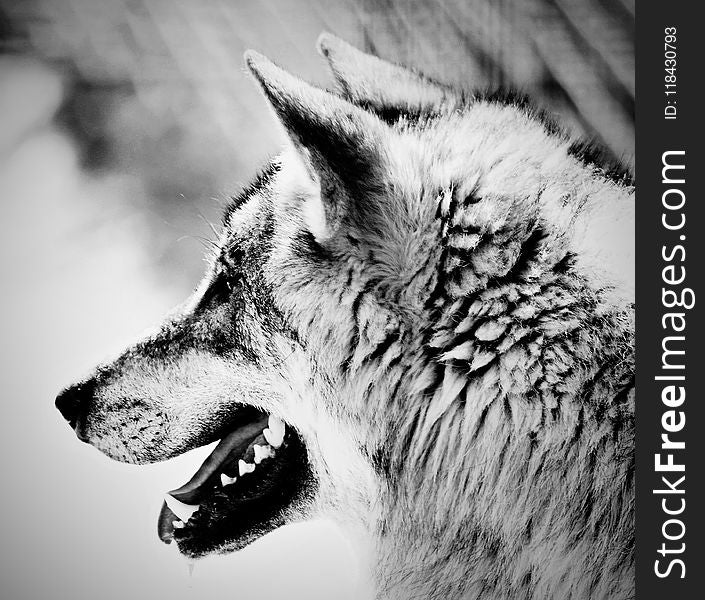 Wildlife, Black And White, Face, Wolf