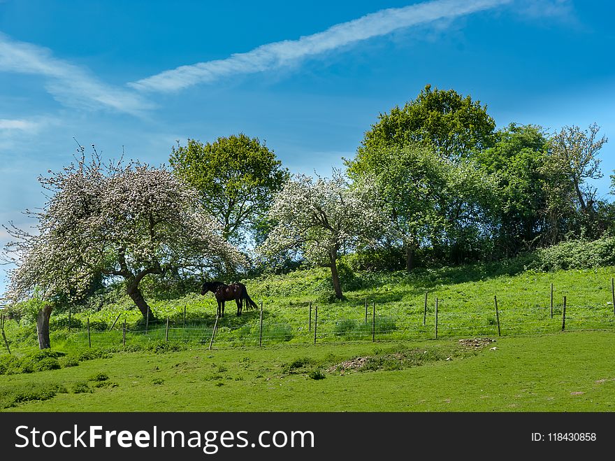 Grassland, Sky, Tree, Pasture