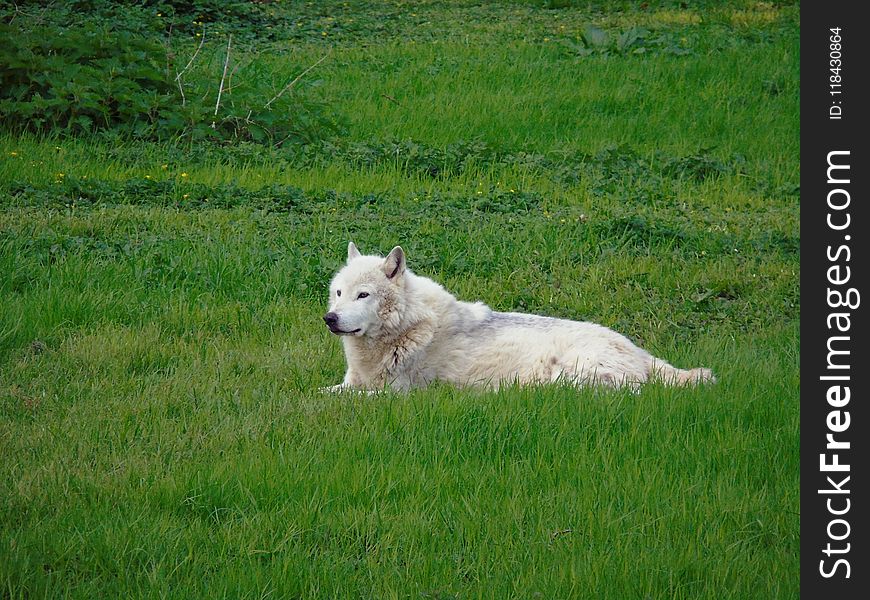 Grass, Grassland, Pasture, Meadow