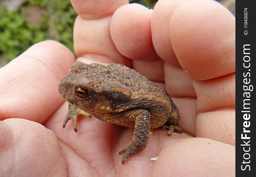 Toad, Amphibian, Frog, Terrestrial Animal