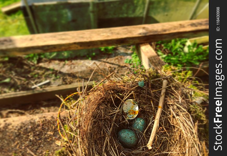Bird Nest, Nest, Grass, Bird
