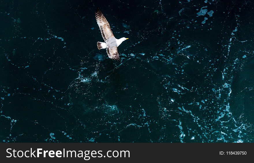 Flying bird ower the sea. Flying bird ower the sea