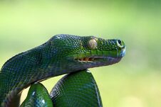 Head Of Green Tree Python, Closeup Head, Head Snake Stock Image
