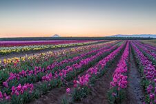 Tulip Field At Sunrise Stock Photography Tulip Field At Sunrise Stock Photography