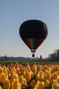 Balloon Above Tulip Fields Stock Photos Balloon Above Tulip Fields Stock Photos