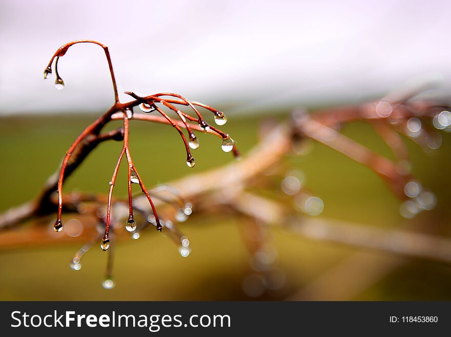 Dew drops form on leafless branches. Dew drops form on leafless branches.