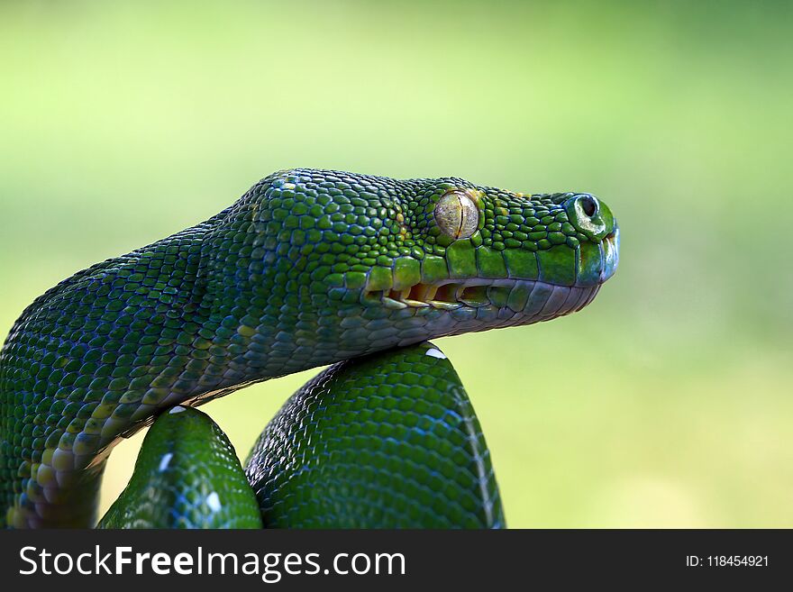 Head of green tree python, closeup head, head snake