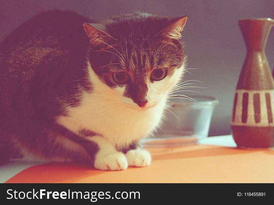 Gray and white cat on a black background. Gray and white cat on a black background