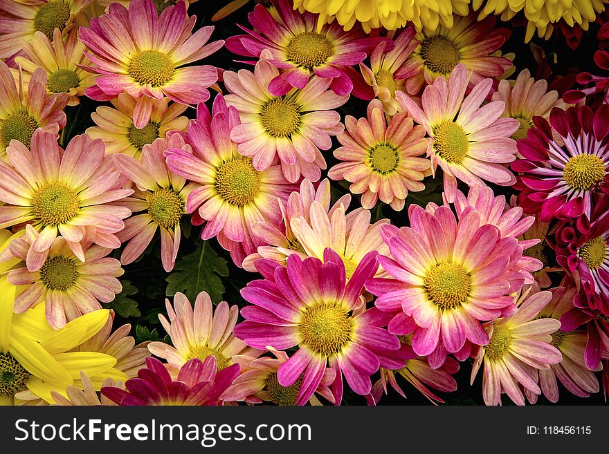 Spring Flowers In A Garden