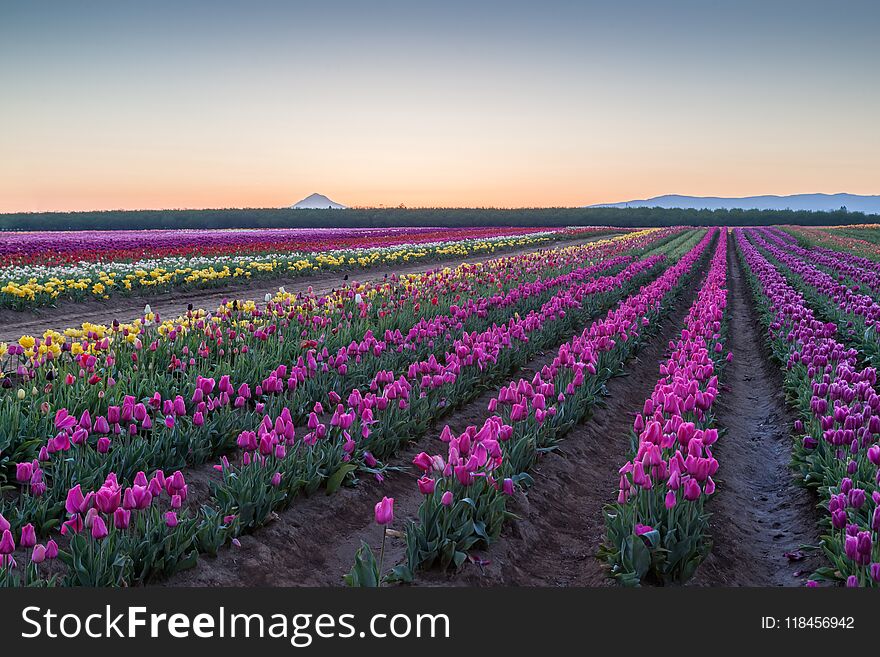 Rows of colorful blooming tulips in a large field at sunrise with trees and mountains in the distance. Rows of colorful blooming tulips in a large field at sunrise with trees and mountains in the distance.