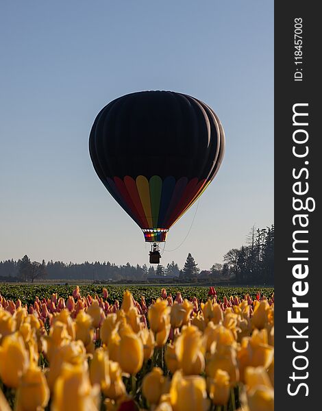 A hot air balloon starting to take flight over a green field with tulips in the foreground and tall trees in the background. A hot air balloon starting to take flight over a green field with tulips in the foreground and tall trees in the background.