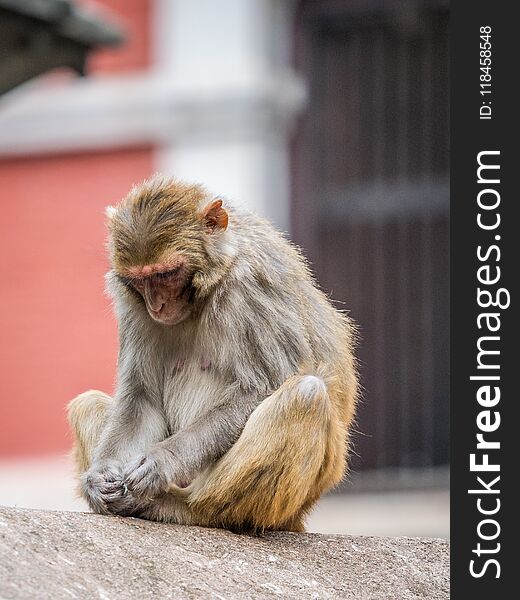 Monkey on the architecture element of buddhist temple Swayambhunath in Nepal