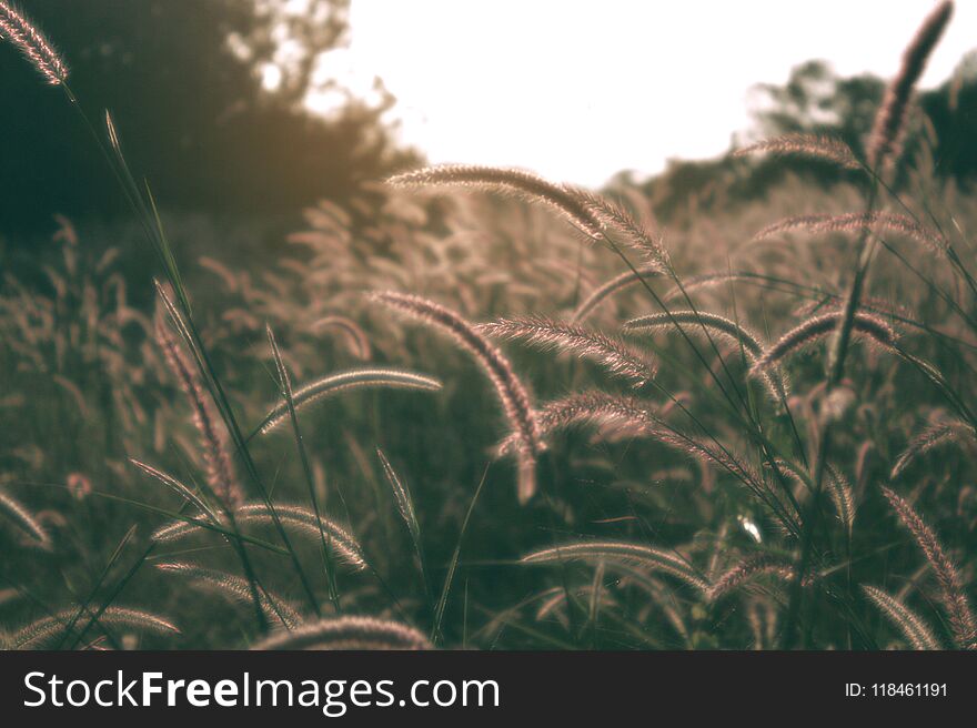 Grass flower on the meadow landscape in summer soft and dark vintage color tone.