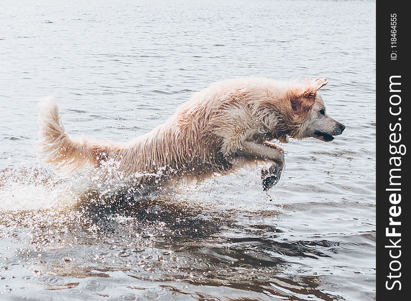 Long-coated Brown Dog On Body Of Water