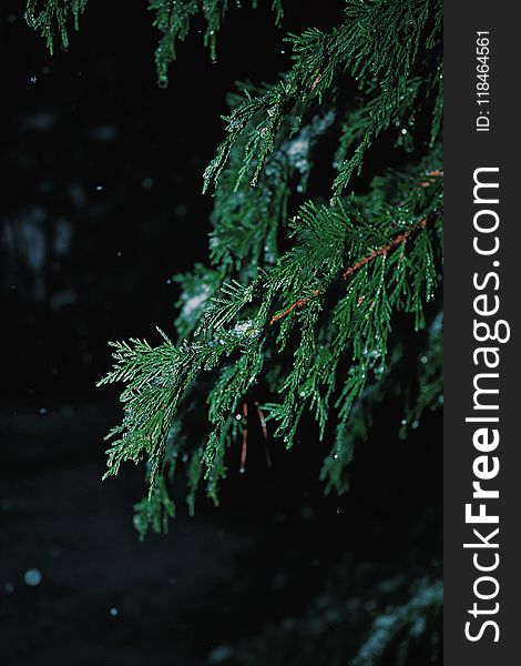 Shallow Focus Photography of Green Spruce Tree