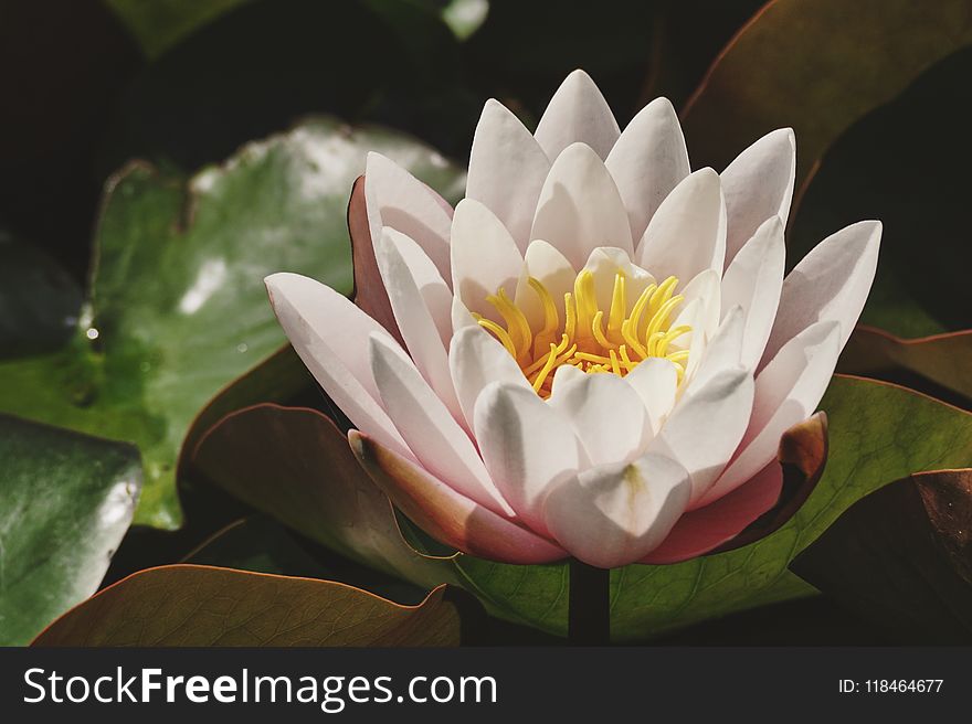 White Petaled Lotus