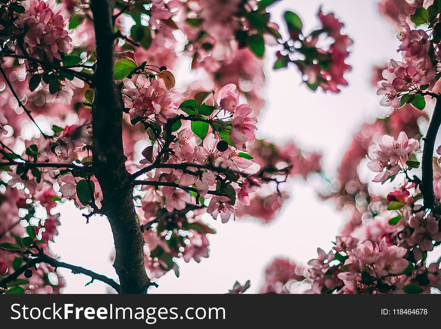 Selective Focus Photo Of Pink Flowering Tree