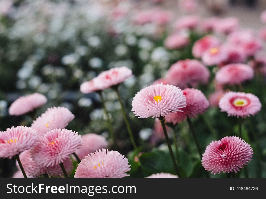 Tilt Shift Lens Photography Of Pink Flowers