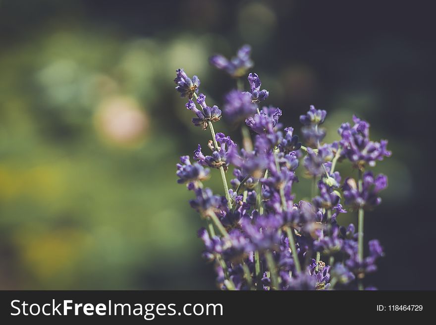 Purple Petaled Flowers