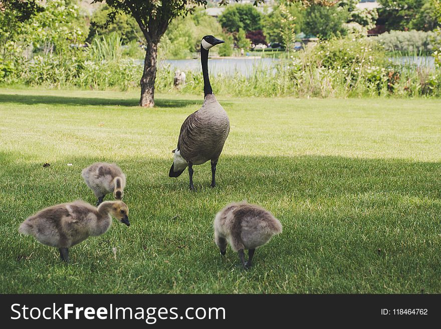 Photo of Four Goose on Green Grasses