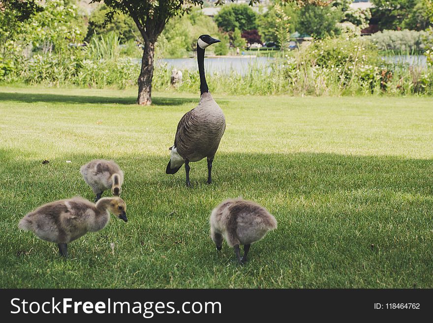 Photo Of Four Goose On Green Grasses