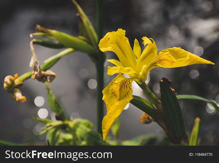 Selective Focus Photo Of Yellow Petaled Flower