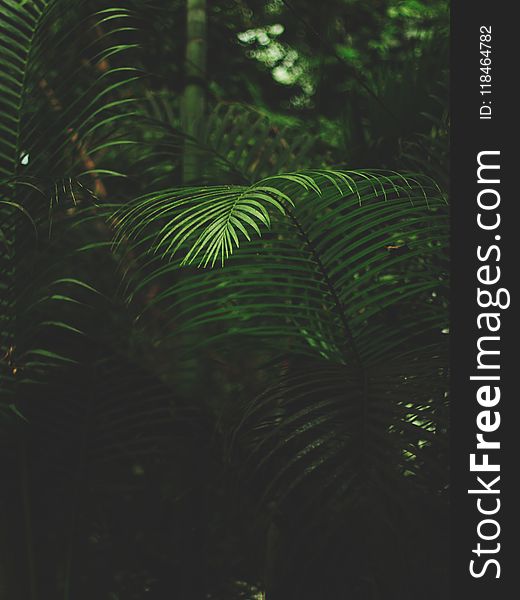 Shallow Focus Photography Of Green Fern