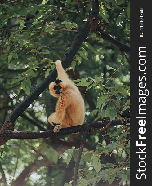 Brown Primate Sitting on Tree Branch